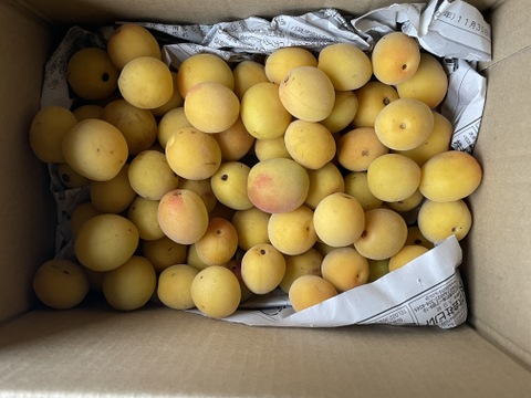 【完熟】宮城県産 黄梅 3kg～ 梅干し・梅ジャム・梅シロップ用 ♪  栽培期間中農薬・除草剤・化学肥料不使用