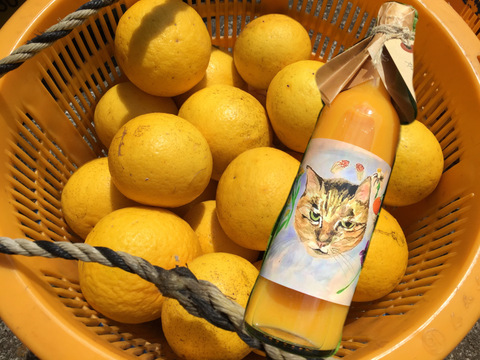 【農薬不使用】青島みかんジュース500ml&ニューサマーオレンジ5kg