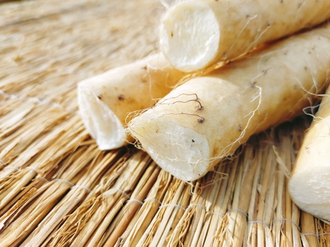 【使い切りセット】洗いネバリスター1kg＆洗いごぼう500g｜とろろ・きんぴらに