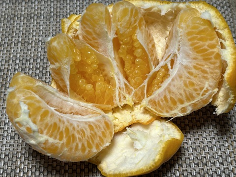 はるみ　濃厚な甘みと独特のプチプチ・ザクザク食感　ご家庭用２kg（箱込み）