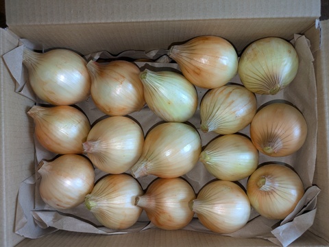 【玄海丸】皮むき玉ねぎ　福岡産　4kg