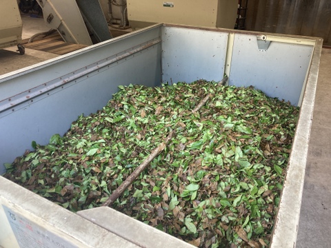 ＊農薬不使用お茶＊ 和紅茶　茶葉　大容量サイズ　化学肥料・除草剤・畜産堆肥不使用　宇治茶100%