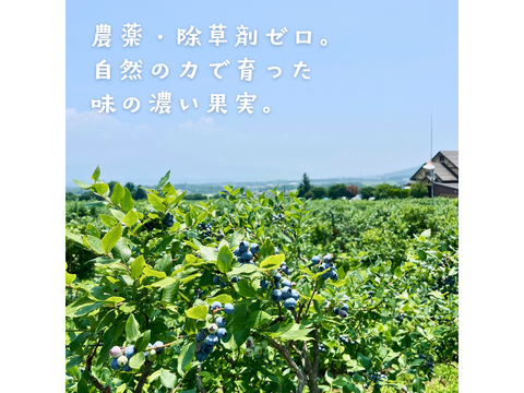 長野県産【冷凍ブルーベリー】農薬・除草剤不使用 【中粒】500g