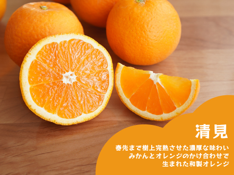清見｜春先まで樹上完熟させた濃厚な味わい！みかんとオレンジのかけ合わせで生まれた和歌山県海南市下津町産の和製オレンジ（ご家庭用4kg）