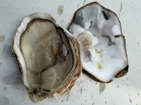 【1口5,000円】令和7年10月 牡蠣大量死 生産者応援チケット