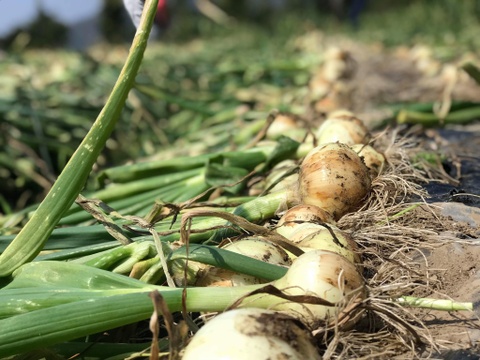 全国の方に知って欲しい 熊本あしきたのサラダ玉ねぎ 10kg 箱の重さ込み 熊本県産 食べチョク 農家 漁師の産直ネット通販 旬の食材を生産者直送