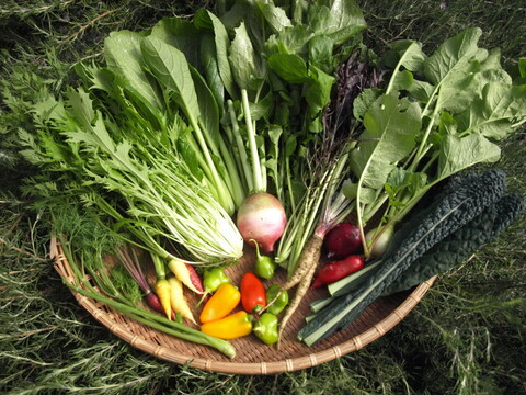 【冬ギフト】【お歳暮】おまかせ季節の野菜セット【10品目】【熨斗対応】＃栽培期間中農薬・化学肥料不使用