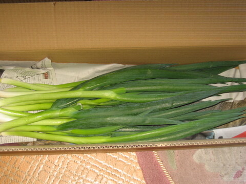 京のおねぎはん（九条ネギ）原体1kg （常温）