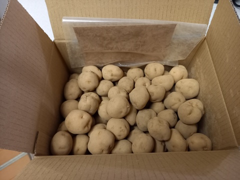 《規格外、訳アリ》フードロス！じゃがいも(男爵)ミニサイズ2kg