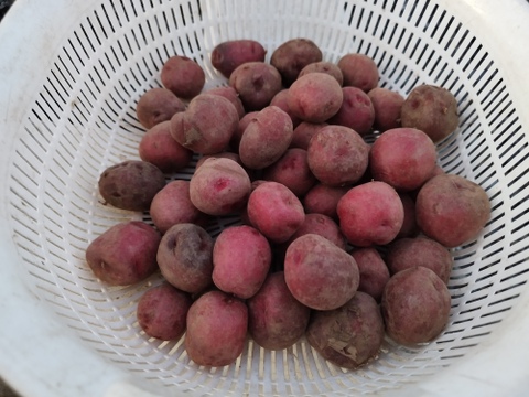 🥔農薬・化学肥料不使用「アンデスレッド」1kg（お試しサイズ）　SSサイズ🥔