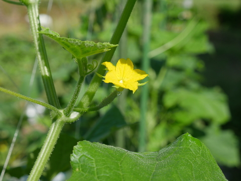 但馬の旬をお届け！採れたて野菜セットM【8〜9種類】(80サイズ)定期便