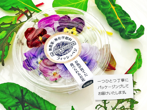 無農薬·無化学肥料栽培のエディブルフラワー✨️ビオラ✨️