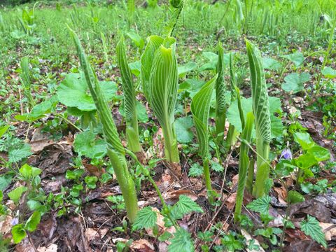 歯ごたえとぬめりが特徴！和え物に最適！山うるい2００ｇ