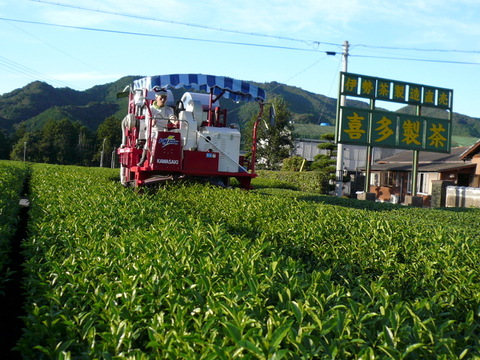 伊勢茶　特上緑茶糸付きティーパック　3g28個入り