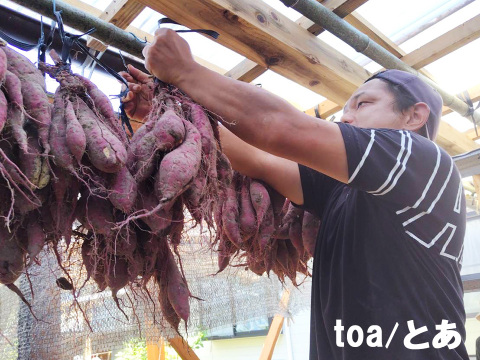 本場鹿児島産の甘～い べにはるか（さつまいも）5kg