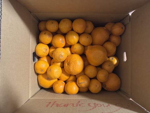 はるみ 10kg 家庭用 愛媛産 完熟 訳あり 柑橘 みかん 農家直送 サイズ混合