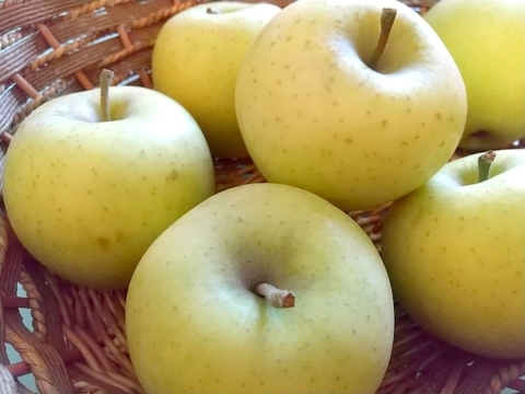 採れたて鮮度抜群【シナノゴールド】10㎏ 26～40玉　10月下旬頃収穫　青森りんご　農家直送