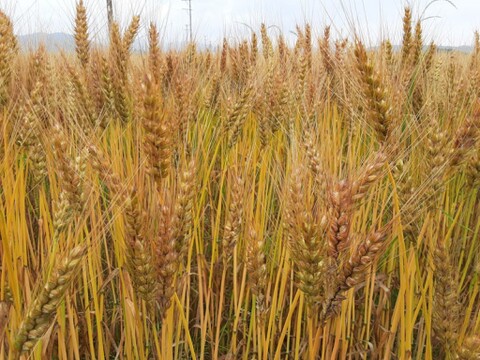 2021年収穫分　小麦　玄麦　500g！！　喜多村家の小麦　2021年産ミナミノカオリ