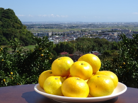 【🍊麗紅(れいこう) 5kg 】果皮の紅色が濃く甘みの強いミカンです。あかざと園の一番人気！