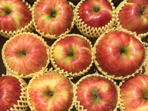 夏りんごと言えば！ りんご 訳あり サンつがる 約2.5キロ7-14玉 復興支援 早期予約特典 #SAT0B025