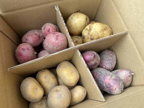 【自然栽培】じゃがいも4種類食べ比べ 10kg（2.5㎏×4品種）（肥料・農薬不使用）　馬鈴薯