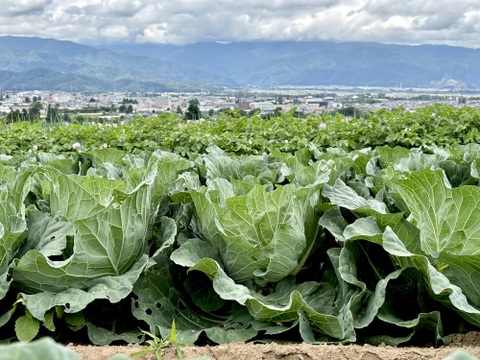 6個入｜信州塩尻｜サラダで美味しい高原キャベツ