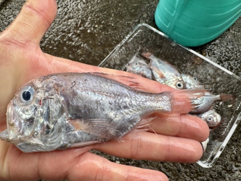 【訳あり】カワヤッコ（ヒウチダイ）1.5kg