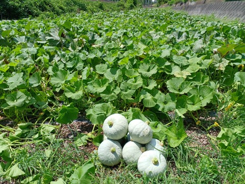 まるで栗！「白い九重栗」カボチャ　1玉(約3.2kg)