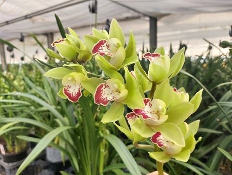 【切り花6本】 シンビジウムの切り花