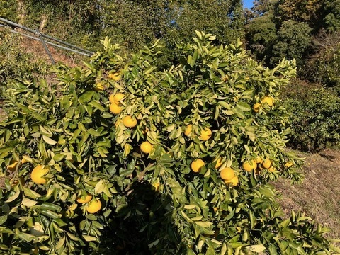 和製グレープフルーツ！河内晩柑3.5㎏