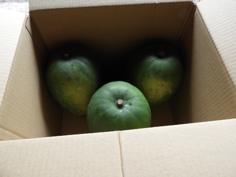 自然農　冬瓜　2ｋｇ前後