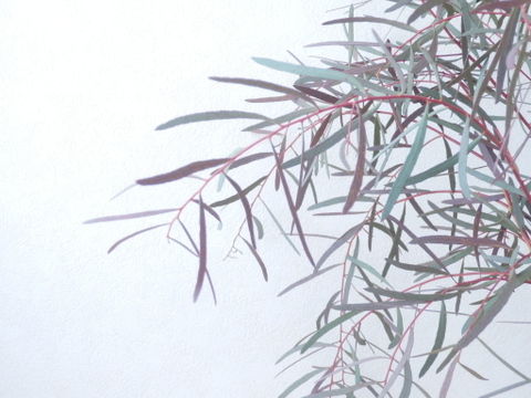 ユーカリ枝物【ニコリ】(50～60㎝/10本)インテリアをおしゃれに！アレンジにも