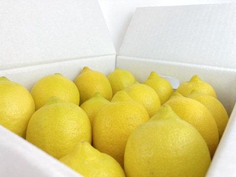 【レモン島からお届け】完熟レモン贈答用箱込6kg◎ワックス•防腐剤•防カビ剤不使用