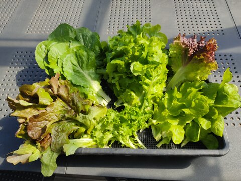 ✨ふんわりやわらか食感！朝採れ✨ミックスレタス600g　農薬・化成肥料不使用✨