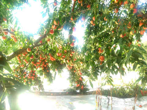 あかつき　2kg　ギフト　山形県産　7〜10玉入