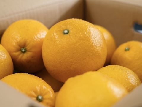 【大粒プリプリの果肉】河内晩柑 7kg 【家庭用】【ほのかな甘みに爽やかな酸味】