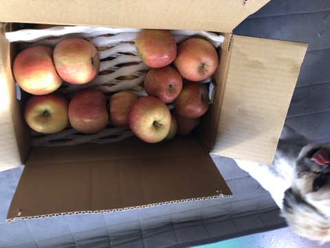 家庭用 訳あり 葉取らず 高徳 (こうとく)りんご 約6kg  家庭用 バラ詰め リンゴ 山形県朝日町産