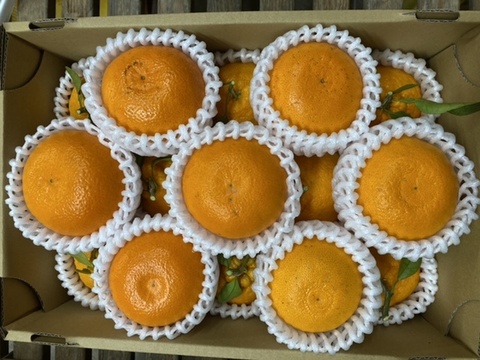 【食べ比べ】旬の柑橘セット約2.8k〜3.2k