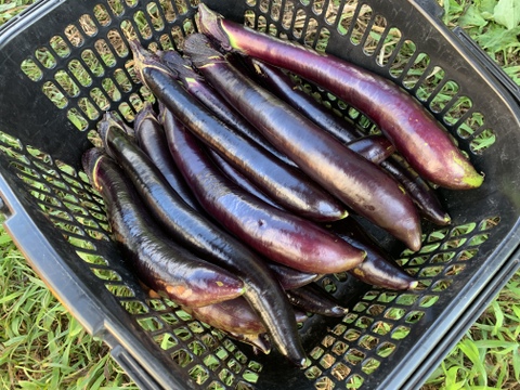 【自然栽培】固定種 野菜セット ナス・オクラ・キュウリ・メロン★農薬・肥料不使用