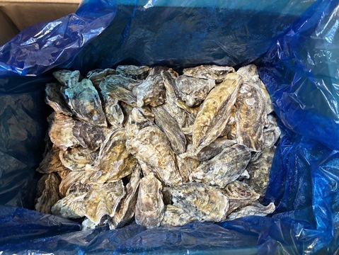 【水産庁補助事業　送料無料】 ❄️ 生食用 １３ｋｇ 殻付き 牡蠣 急速凍結 （冷凍牡蛎）松島牡蠣屋直送 🔥 BBQ/パーティーに！貝類 海産物😋冷凍牡蠣 貝類 二枚貝　B