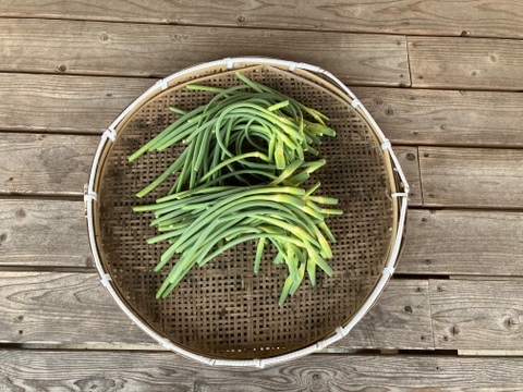 自然栽培のにんにくの芽　1Kg