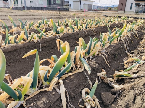 【冬ギフト】《3L 13～14本》厳冬期！姿は△、味は◎！お蚕さまも手伝う「泥付き下仁田ねぎ」