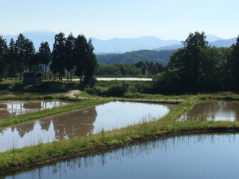 関西方面の方におすすめ！希少種「農林1号」令和４年度　新潟県一之貝産(玄米5ｋｇ)