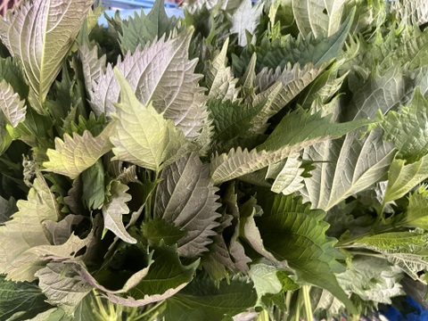 ☆有機JAS認証☆香り豊かな朝採れ青しそ600g