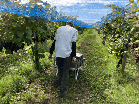 【お得な大容量】たっぷり5kg！贅沢スチューベン（秀品）