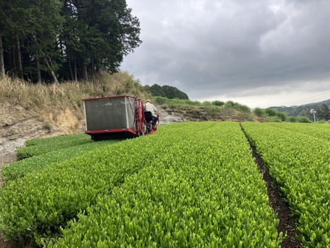 ご予約開始❗️2025新茶【世界農業遺産、茶草場農法】深蒸し茶　100g 1袋