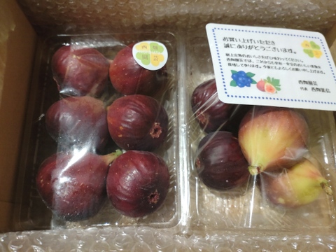 片桐いちじく（桝井ドーフィン）　露地栽培　農薬不使用　予約販売　順次配送