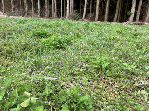 【自然栽培・今だけ！！1kgのメール便発送】今が旬の生らっきょう（土と根付きでお送りします）