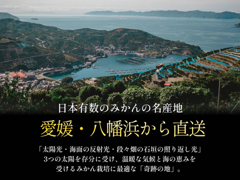 【天皇杯受賞産地】川上みかん 3kg 愛媛県産 新口農園厳選【冬ギフト】贈答用