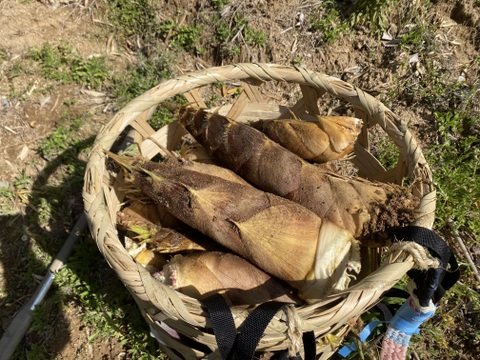 朝掘りタケノコの水煮　【クール便】　筍　タケノコ　たけのこ　水煮
